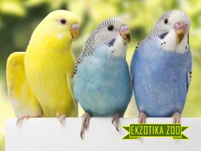Зоомагазин Винница Ekzotika-Zoo онлайн Украина Волнистый попугайчик