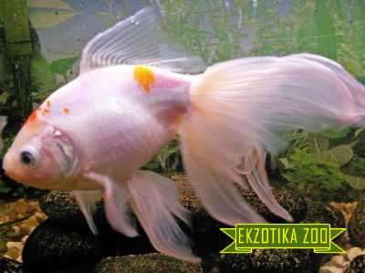 Золотая рыбка. Зоомагазин в Виннице Экзотика-Зоо еkzotikazoo.com