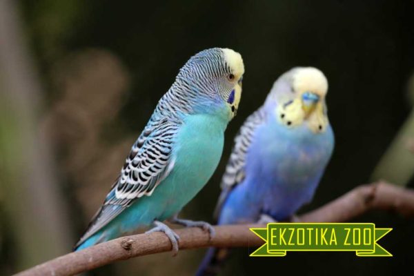 Зоомагазин Винница Ekzotika-Zoo онлайн Украина Волнистый попугайчик