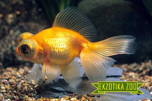 Золотая рыбка. Зоомагазин в Виннице Экзотика-Зоо еkzotikazoo.com