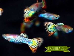 Аквариумная рыбка Гуппи. Зоомагазин онлайн Экзотика-Зоо Винница