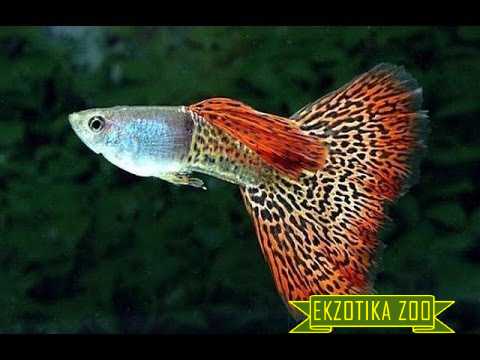 Аквариумная рыбка Гуппи. Зоомагазин онлайн Экзотика-Зоо Винница